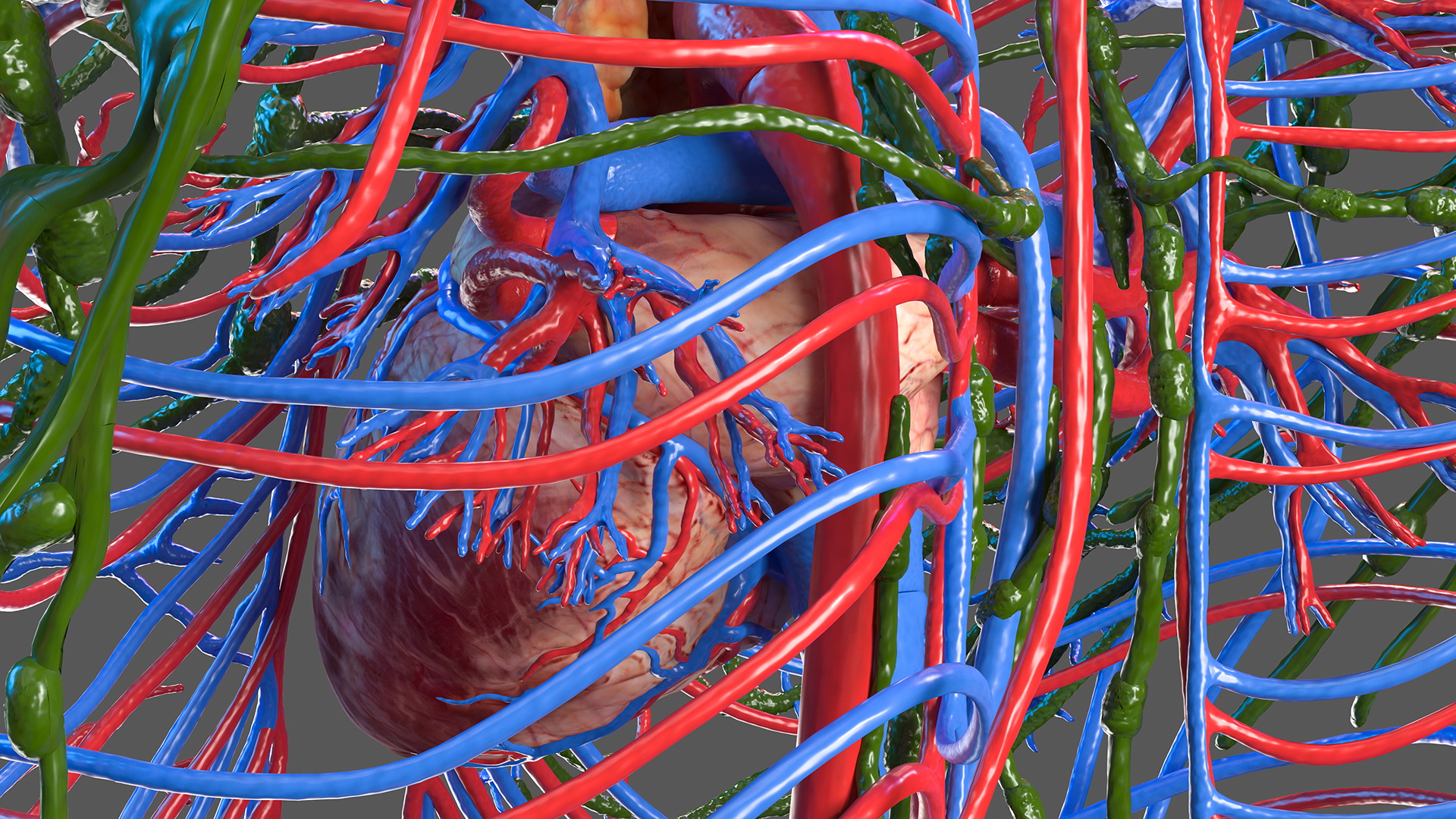 Female Circulatory and Lymphatic System Anatomy 3D