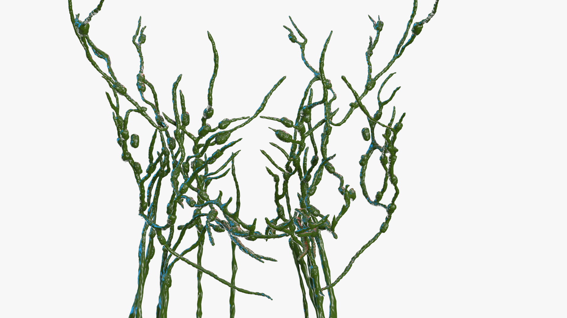 Female Circulatory and Lymphatic System Anatomy 3D