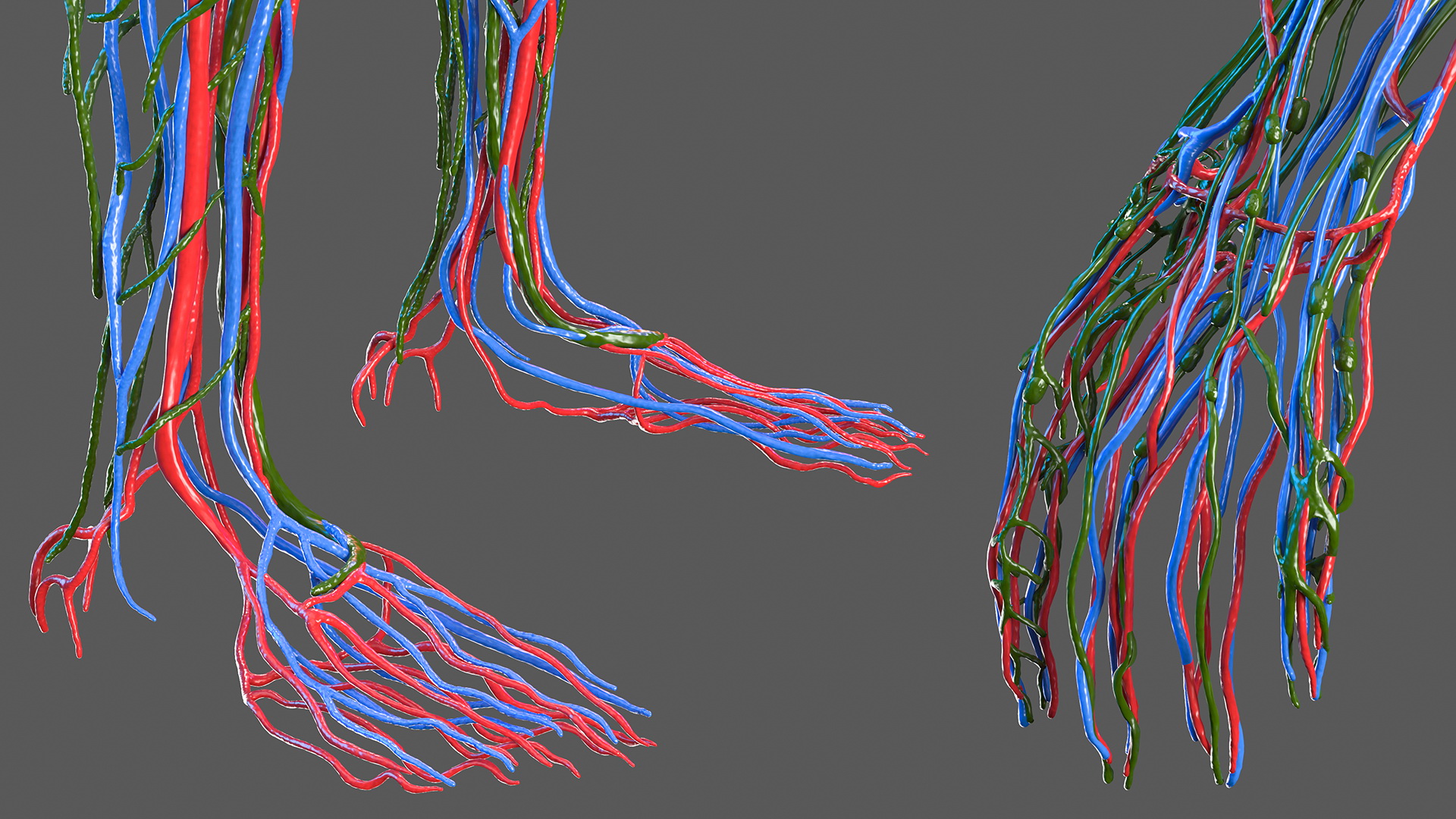 Female Circulatory and Lymphatic System Anatomy 3D
