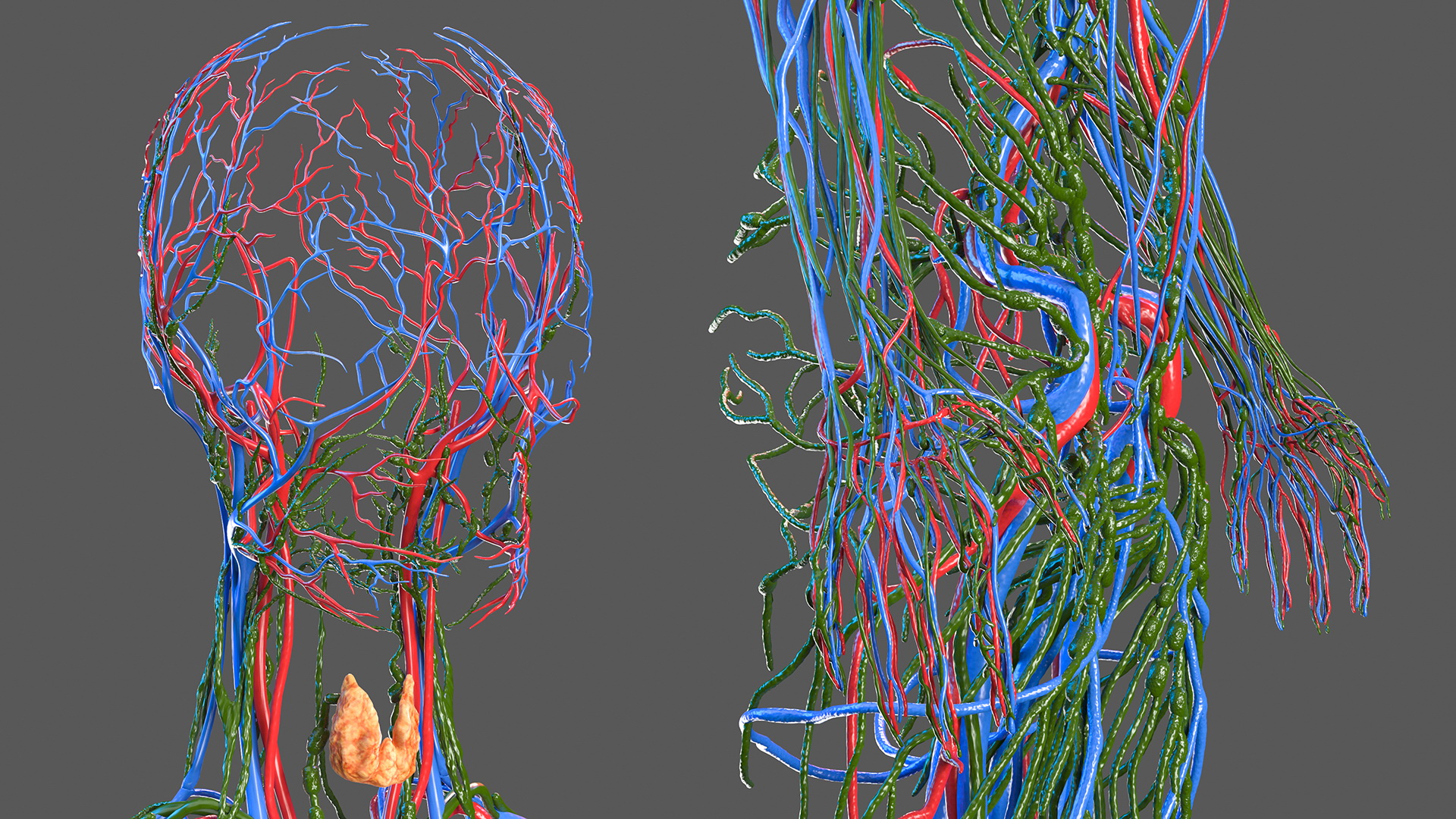 Female Circulatory and Lymphatic System Anatomy 3D