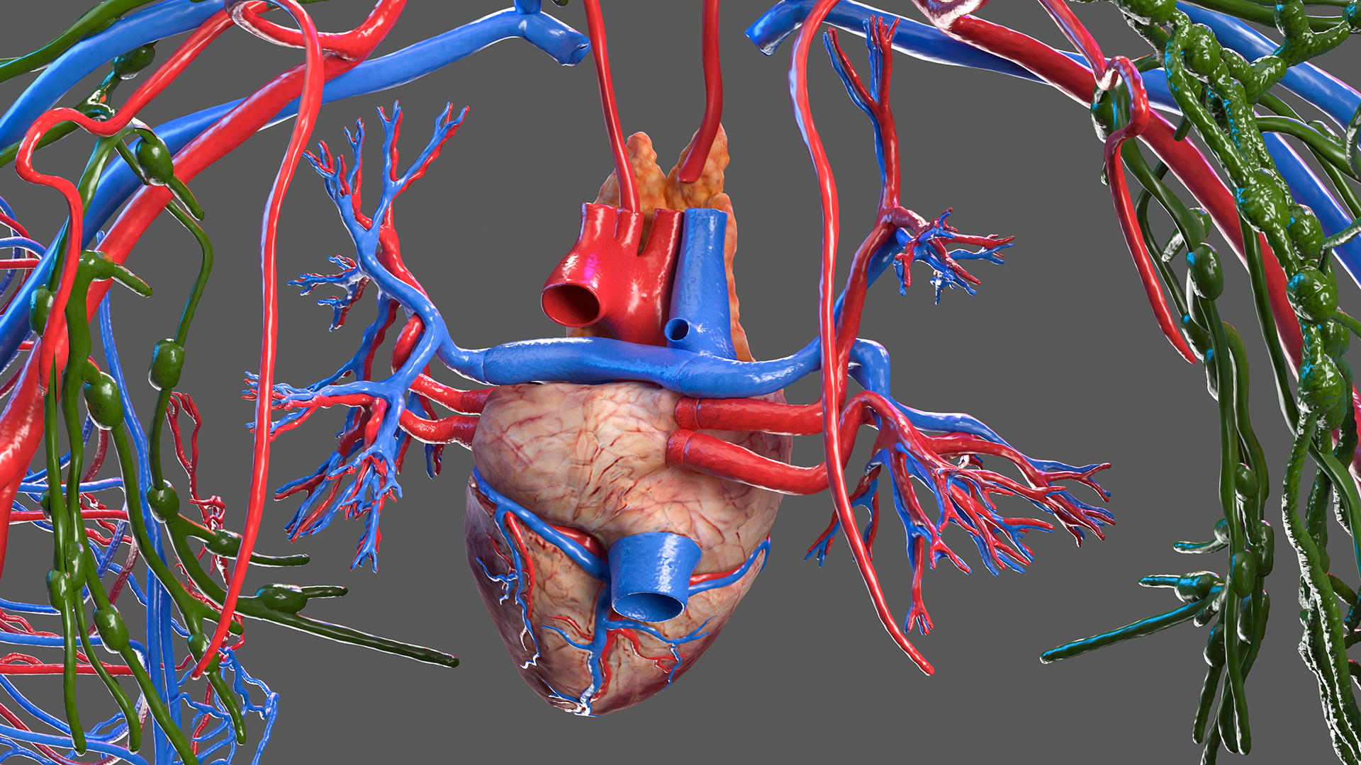 Female Circulatory and Lymphatic System Anatomy 3D