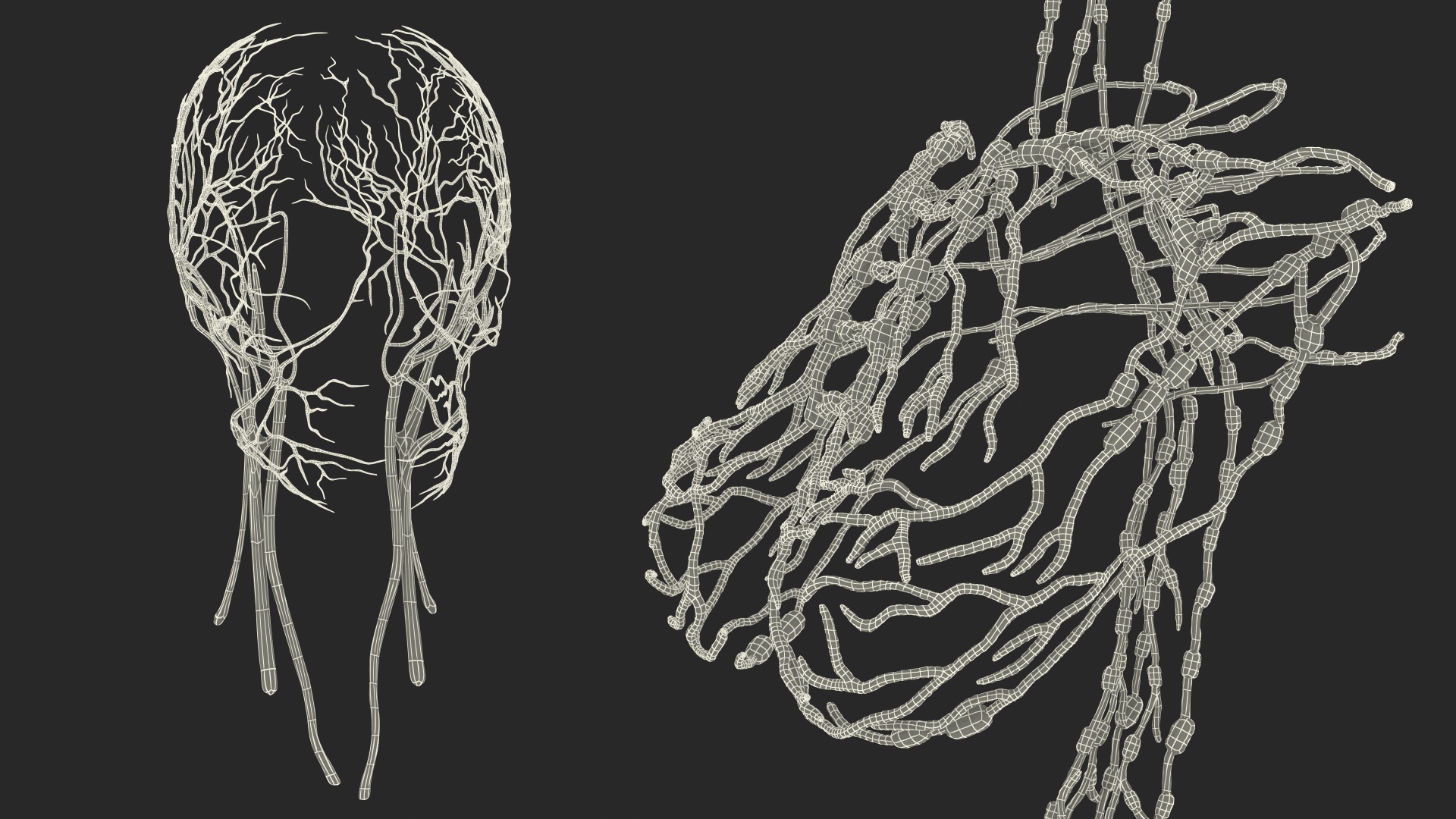 Female Circulatory and Lymphatic System Anatomy 3D