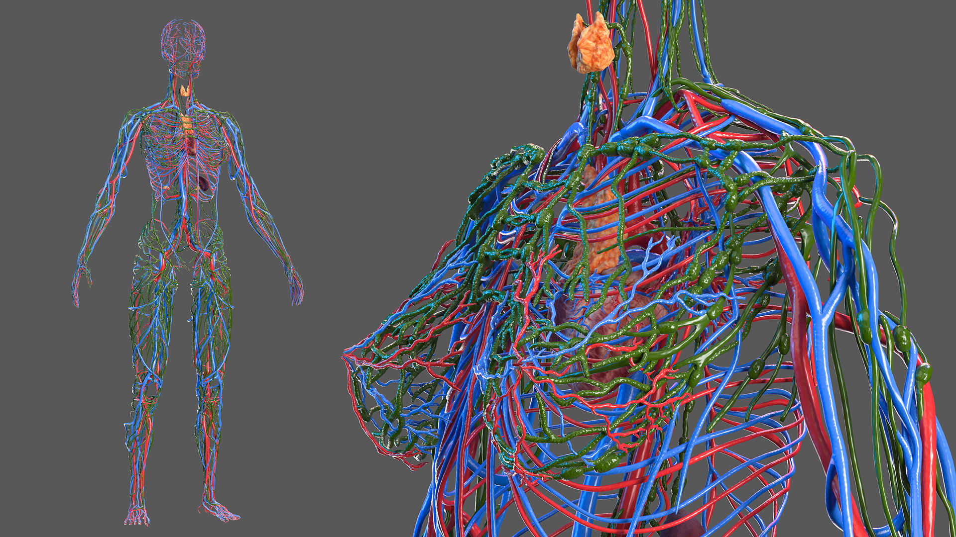 Female Circulatory and Lymphatic System Anatomy 3D
