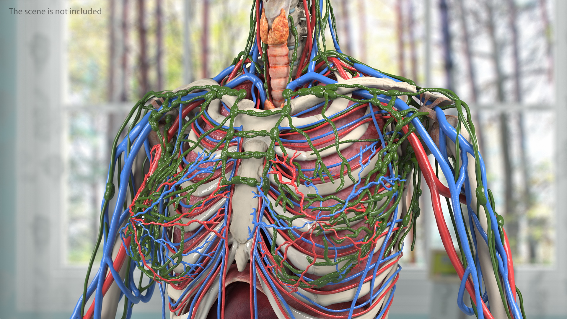 Female Circulatory and Lymphatic System Anatomy 3D