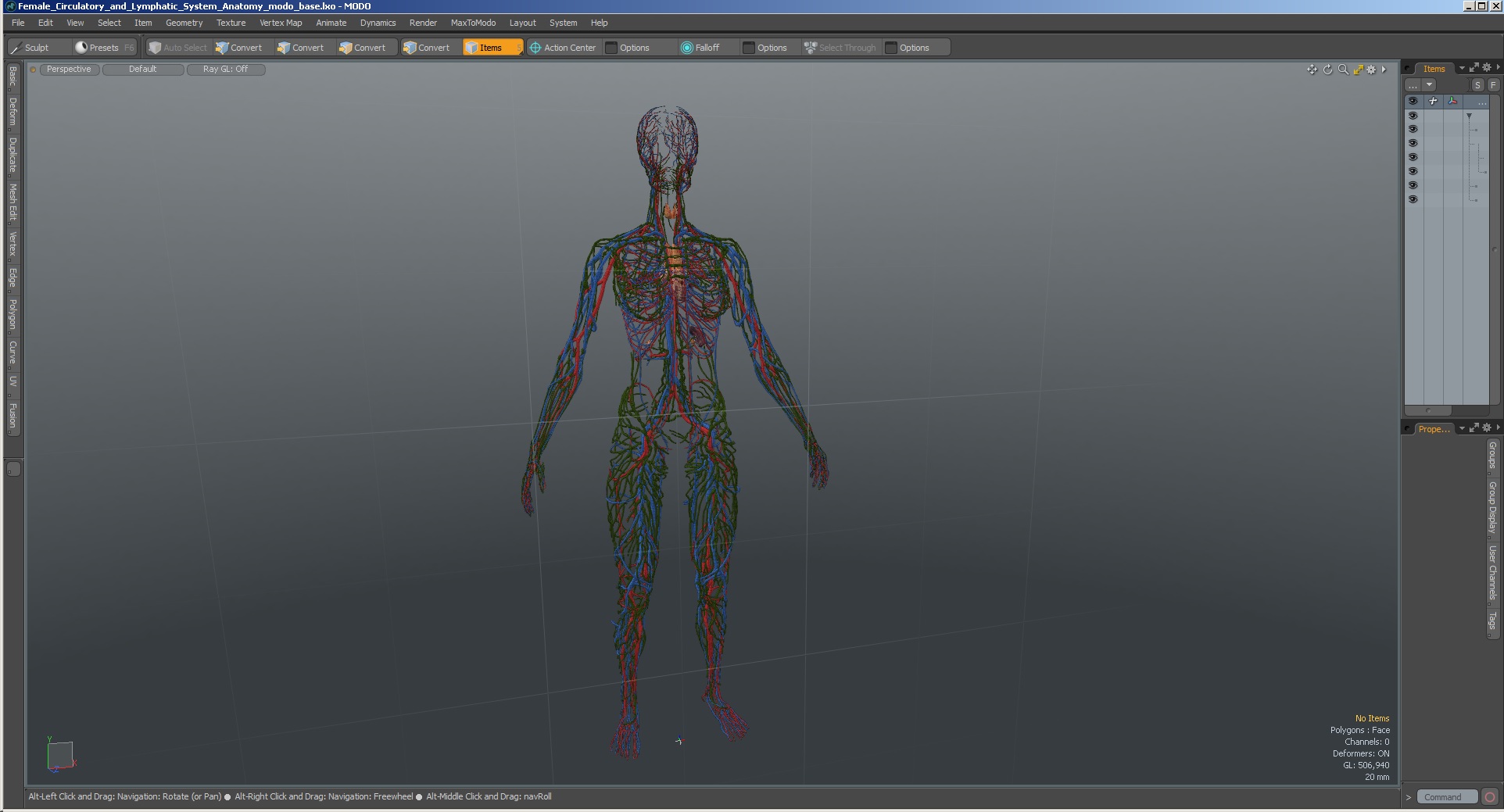 Female Circulatory and Lymphatic System Anatomy 3D