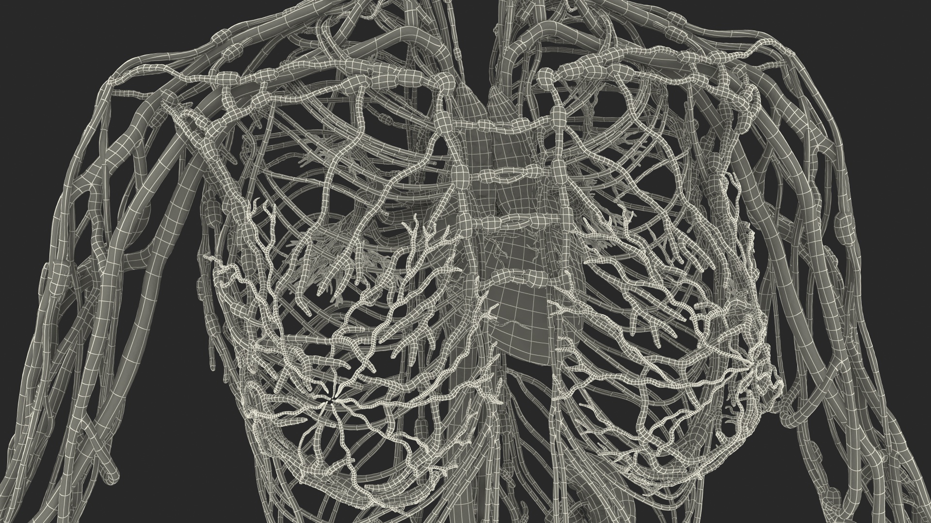 Female Circulatory and Lymphatic System Anatomy 3D