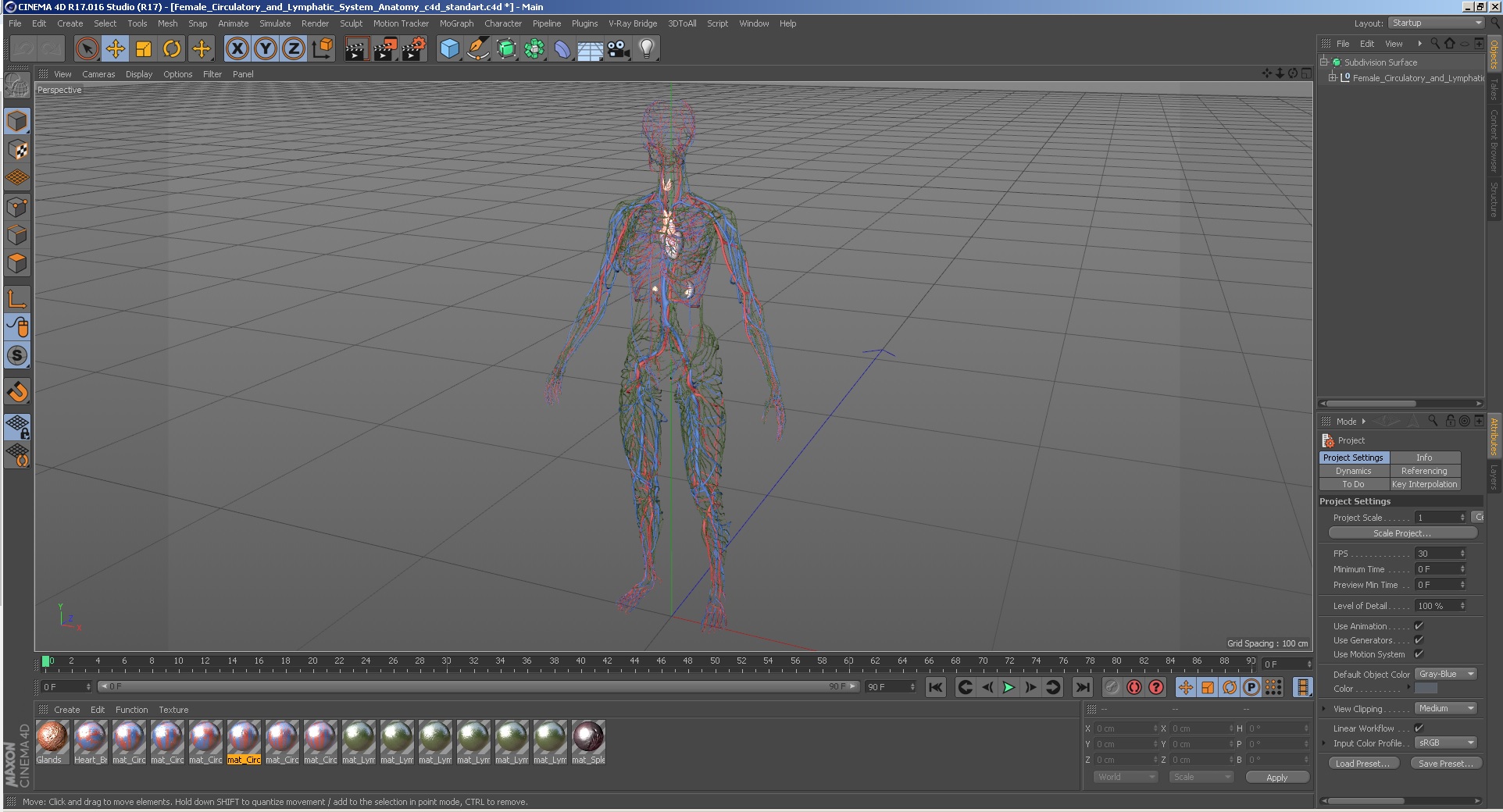 Female Circulatory and Lymphatic System Anatomy 3D