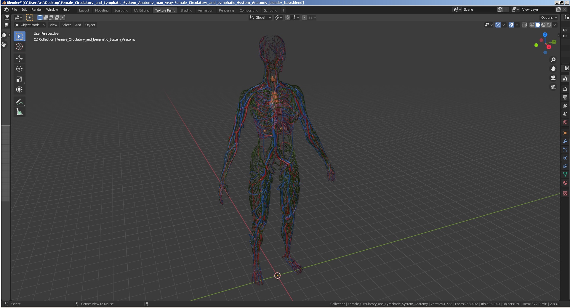Female Circulatory and Lymphatic System Anatomy 3D