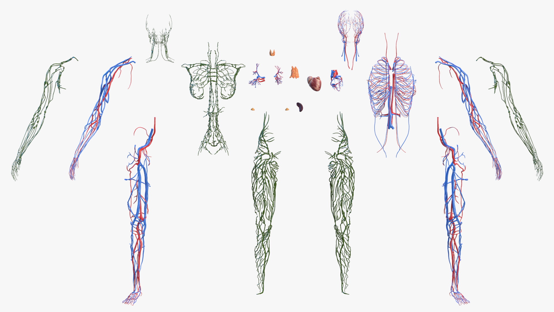 Female Circulatory and Lymphatic System Anatomy 3D