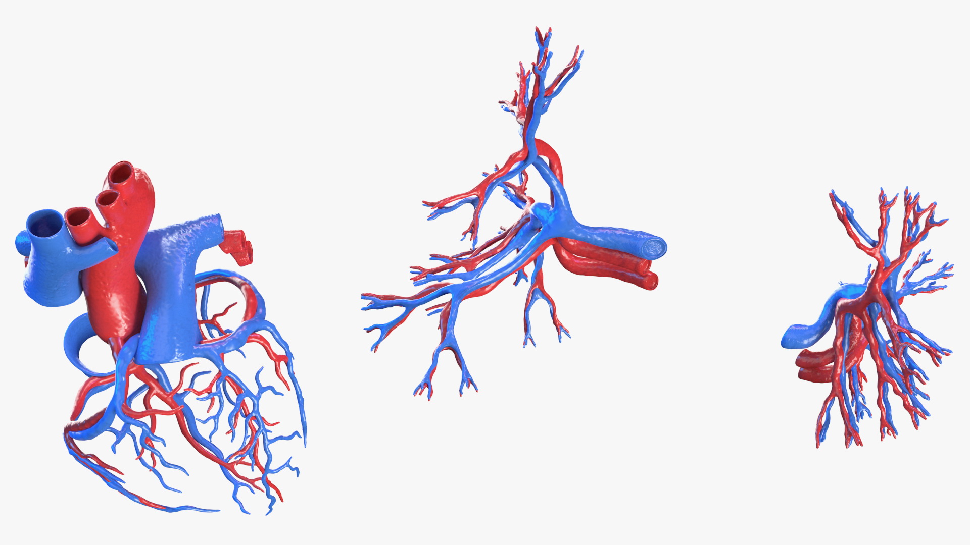 Female Circulatory and Lymphatic System Anatomy 3D