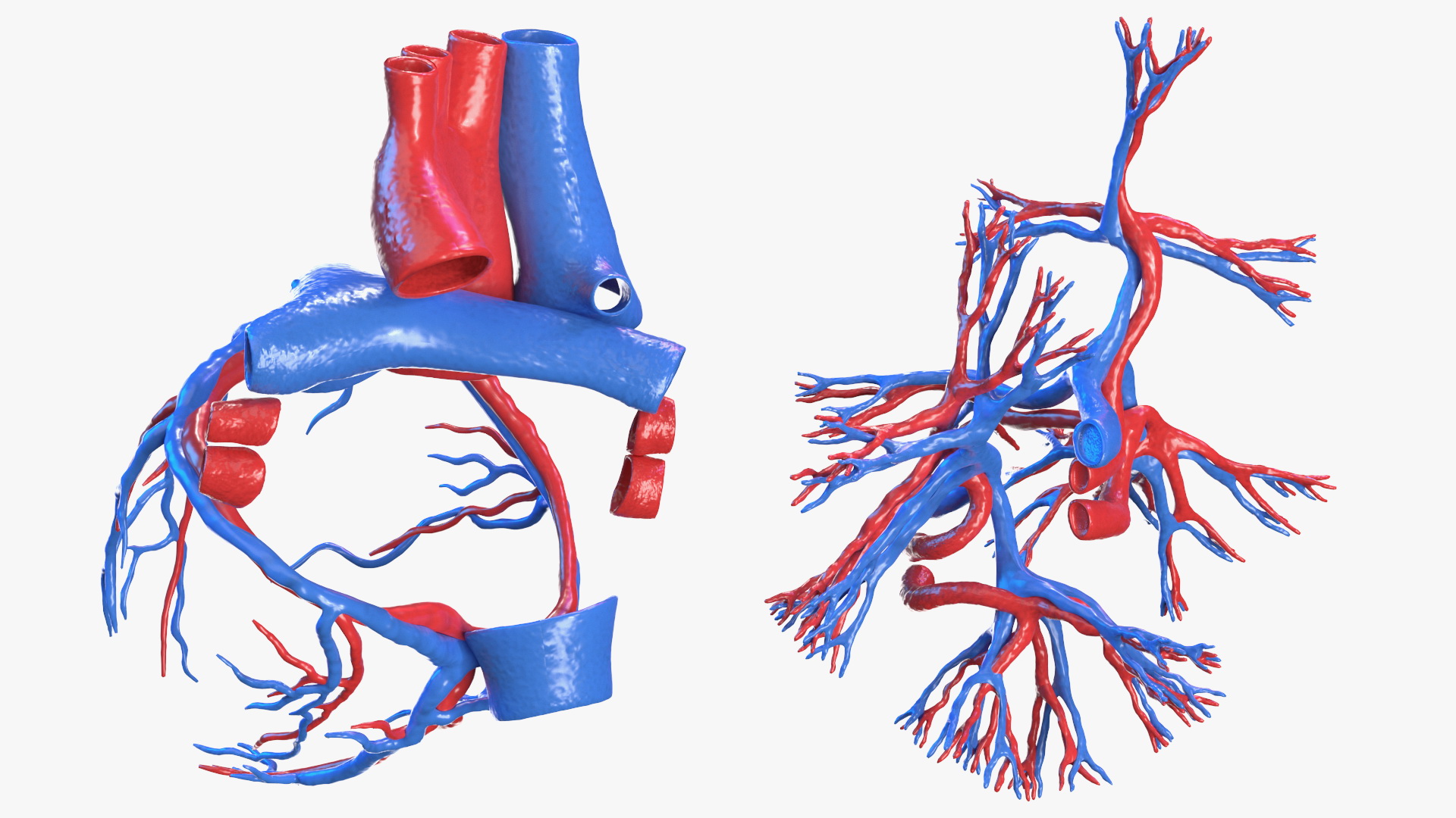 Female Circulatory and Lymphatic System Anatomy 3D
