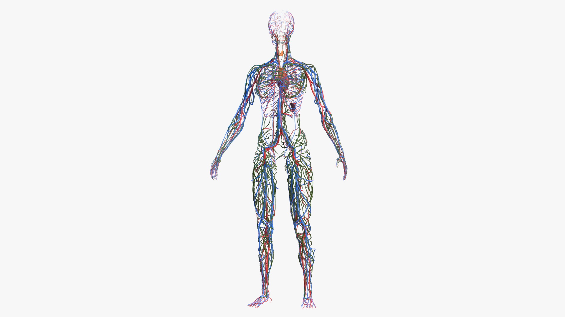 Female Circulatory and Lymphatic System Anatomy 3D