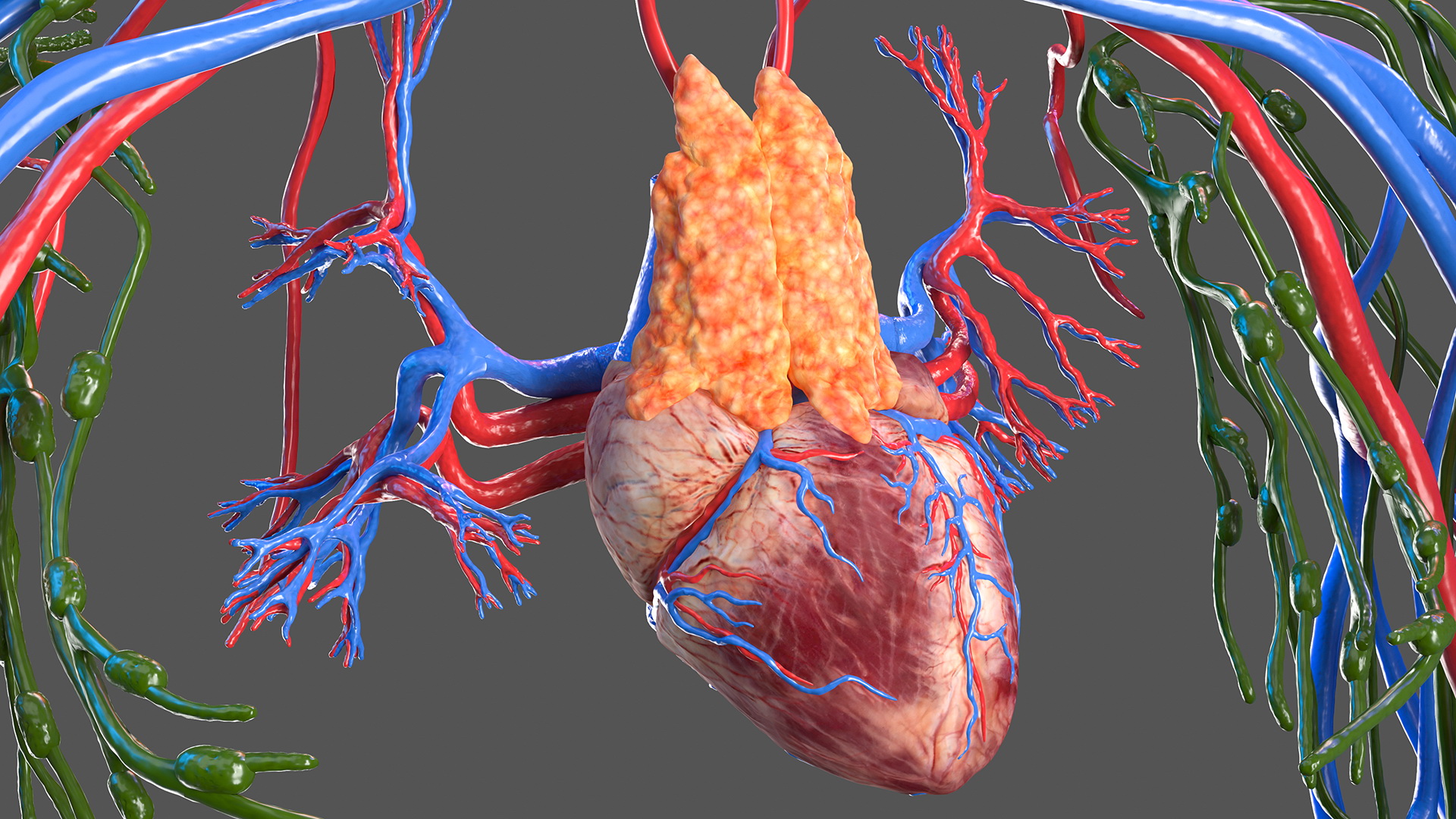 Female Circulatory and Lymphatic System Anatomy 3D