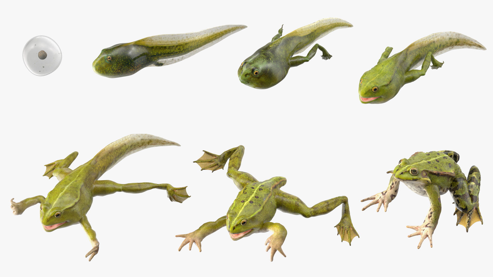 Frog Life Cycle Stages Rigged 3D model
