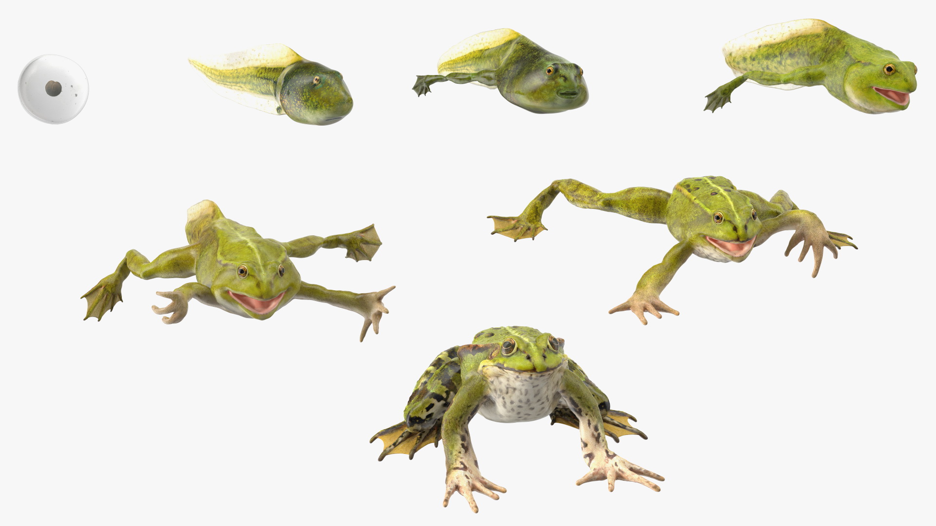 Frog Life Cycle Stages Rigged 3D model