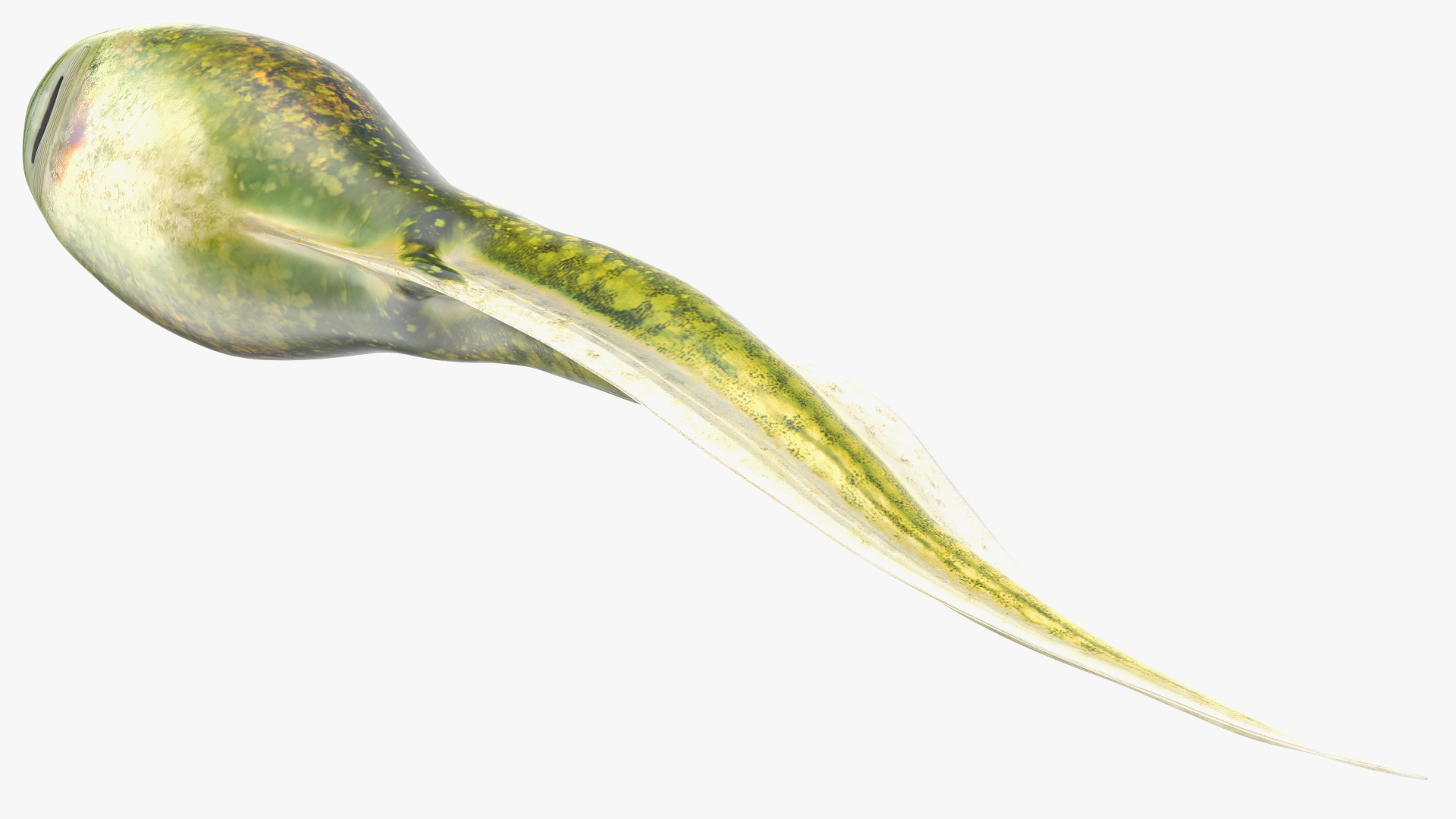 Frog Life Cycle Stages Rigged 3D model