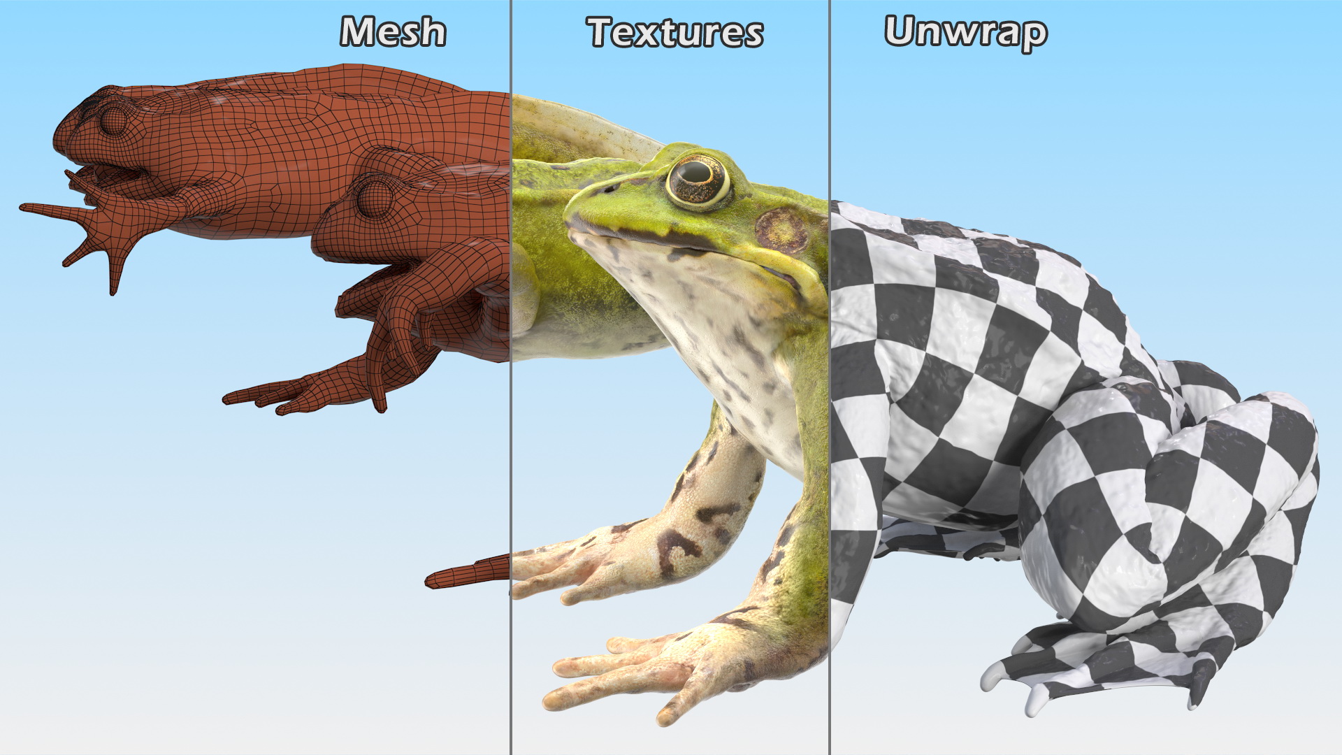 Frog Life Cycle Stages Rigged 3D model
