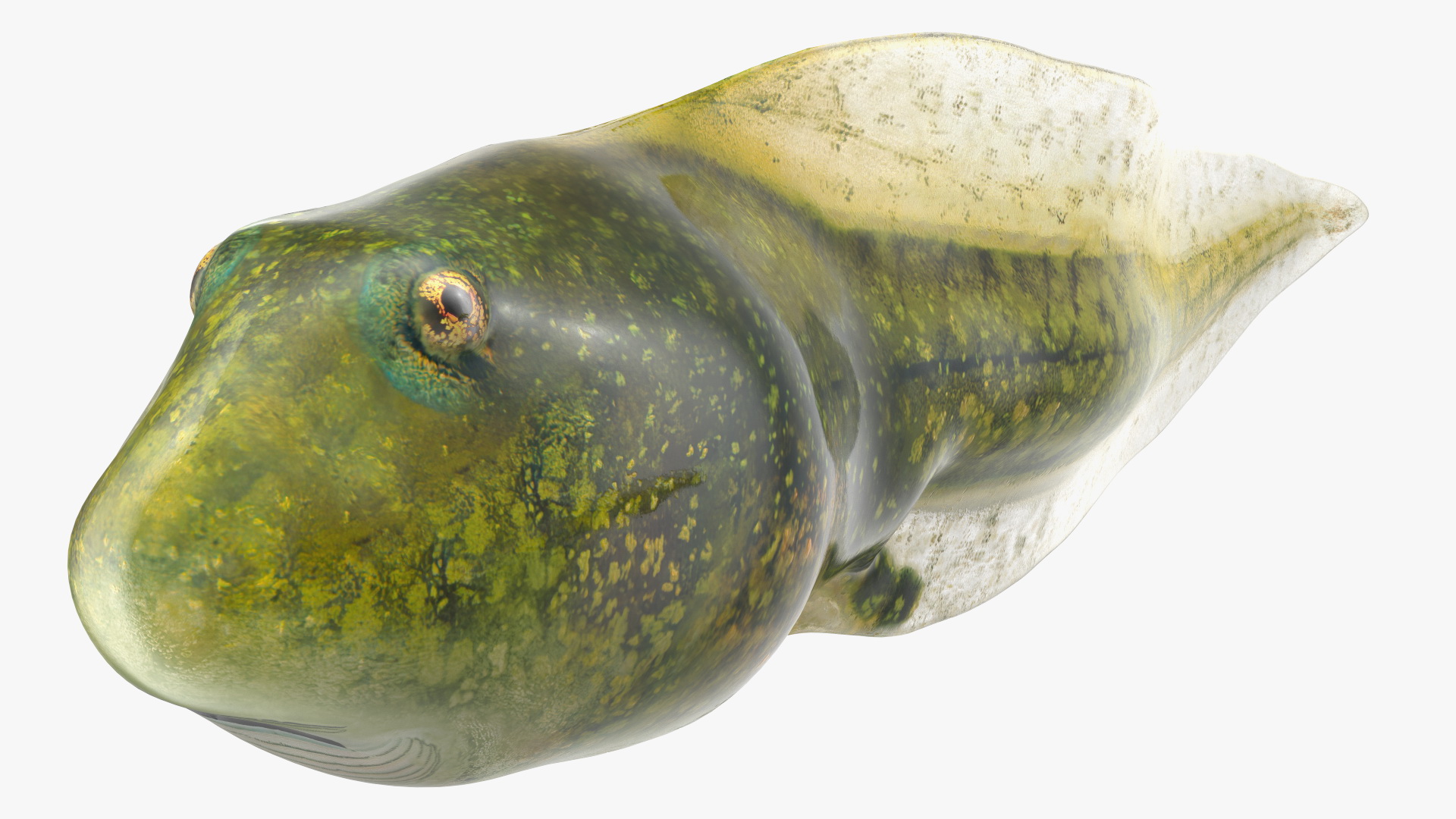 Frog Life Cycle Stages Rigged 3D model