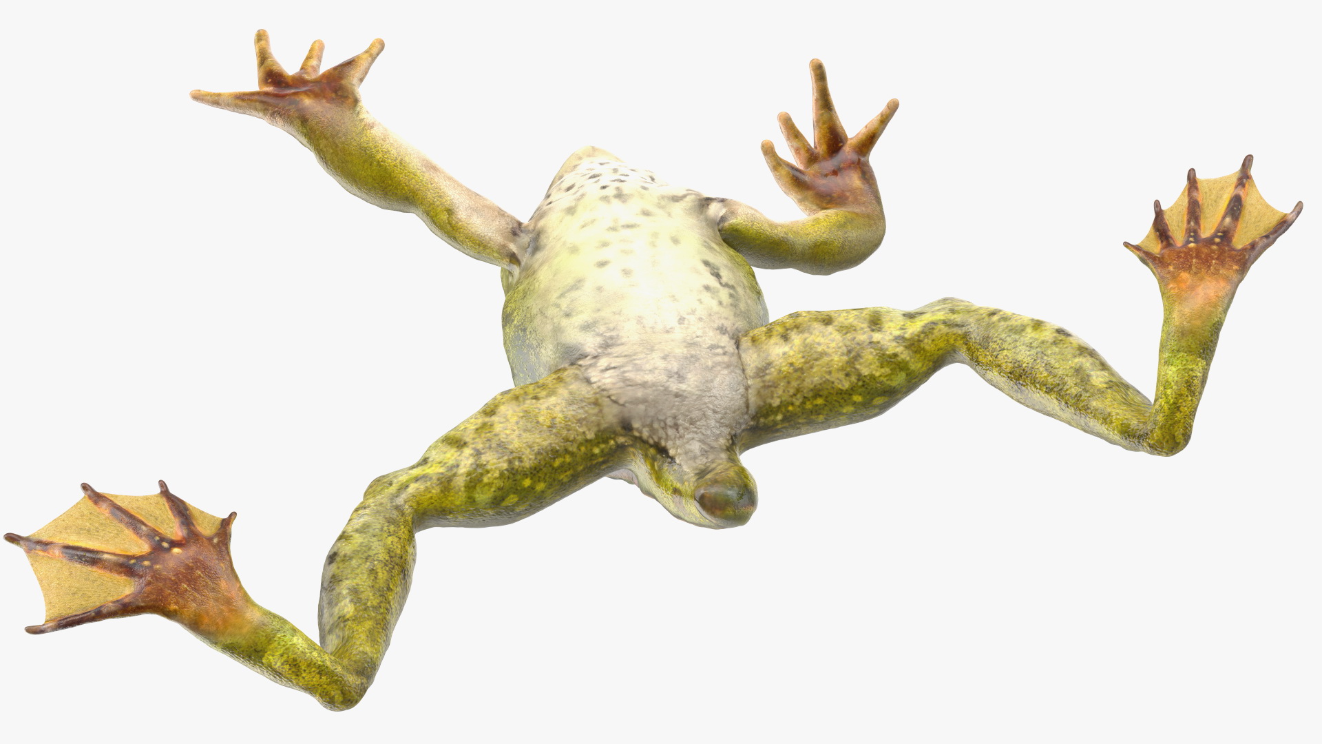 Frog Life Cycle Stages Rigged 3D model