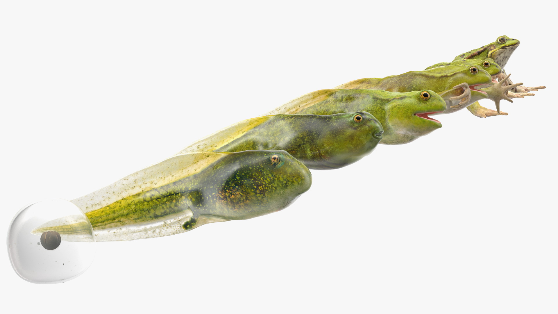 Frog Life Cycle Stages Rigged 3D model