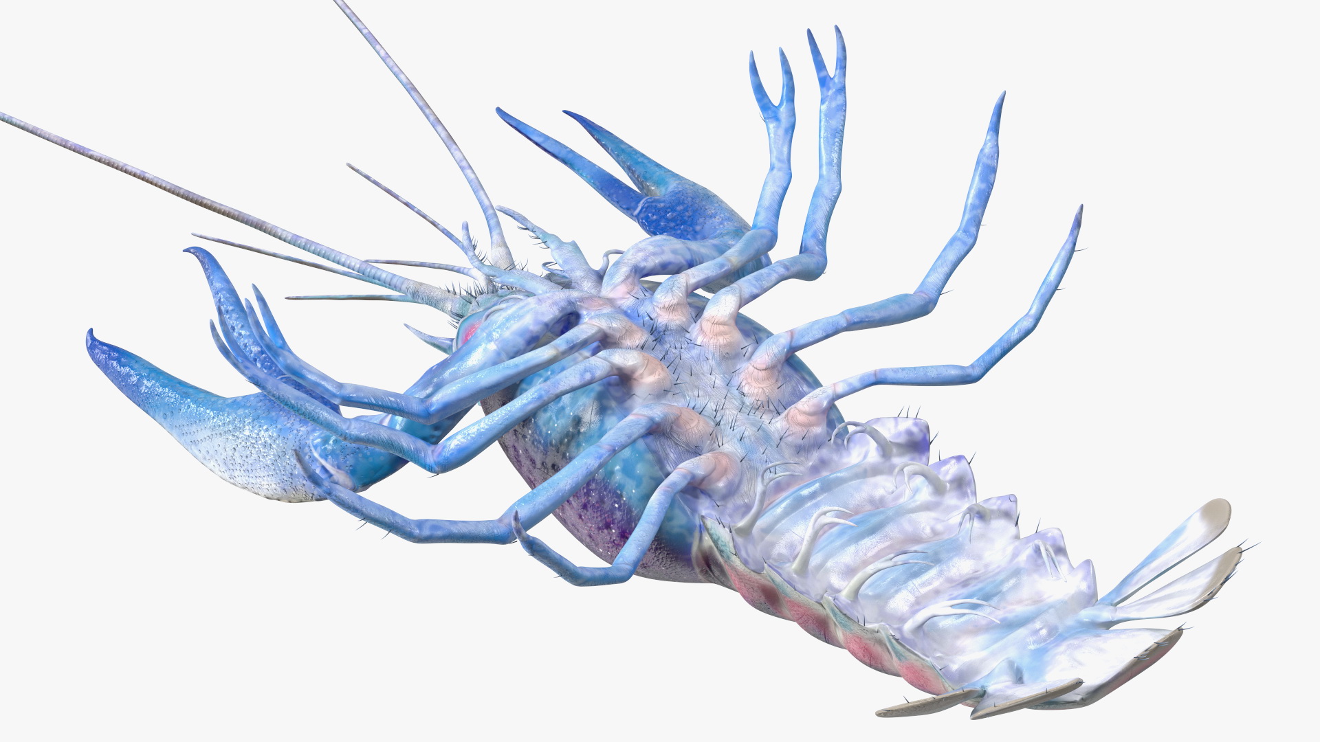 3D model Blue Crayfish Rigged