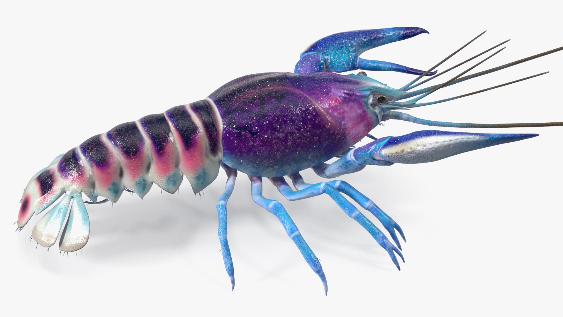 3D model Blue Crayfish Rigged