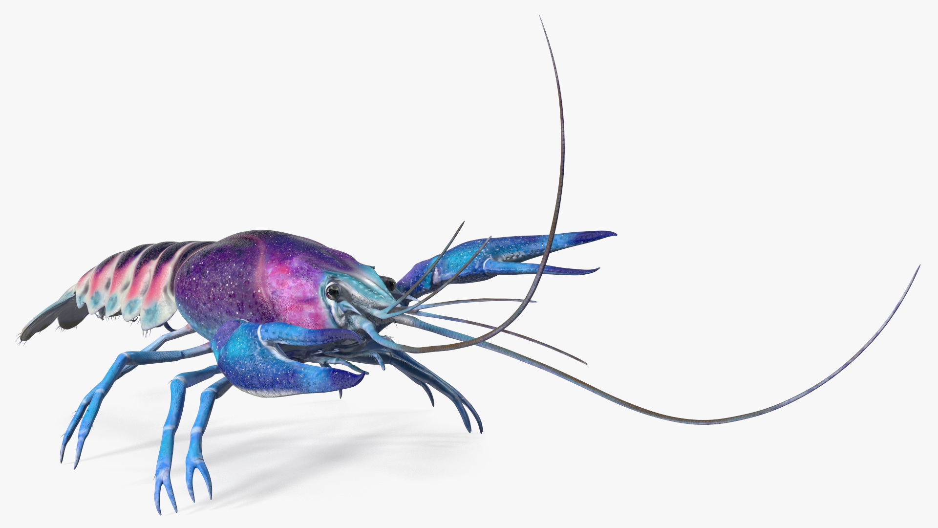 3D model Blue Crayfish Rigged
