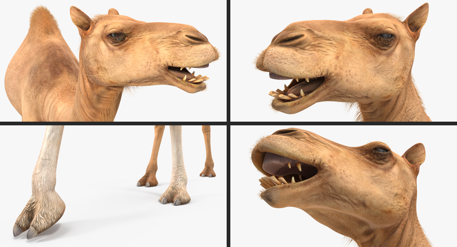 3D Camel Walking Pose model