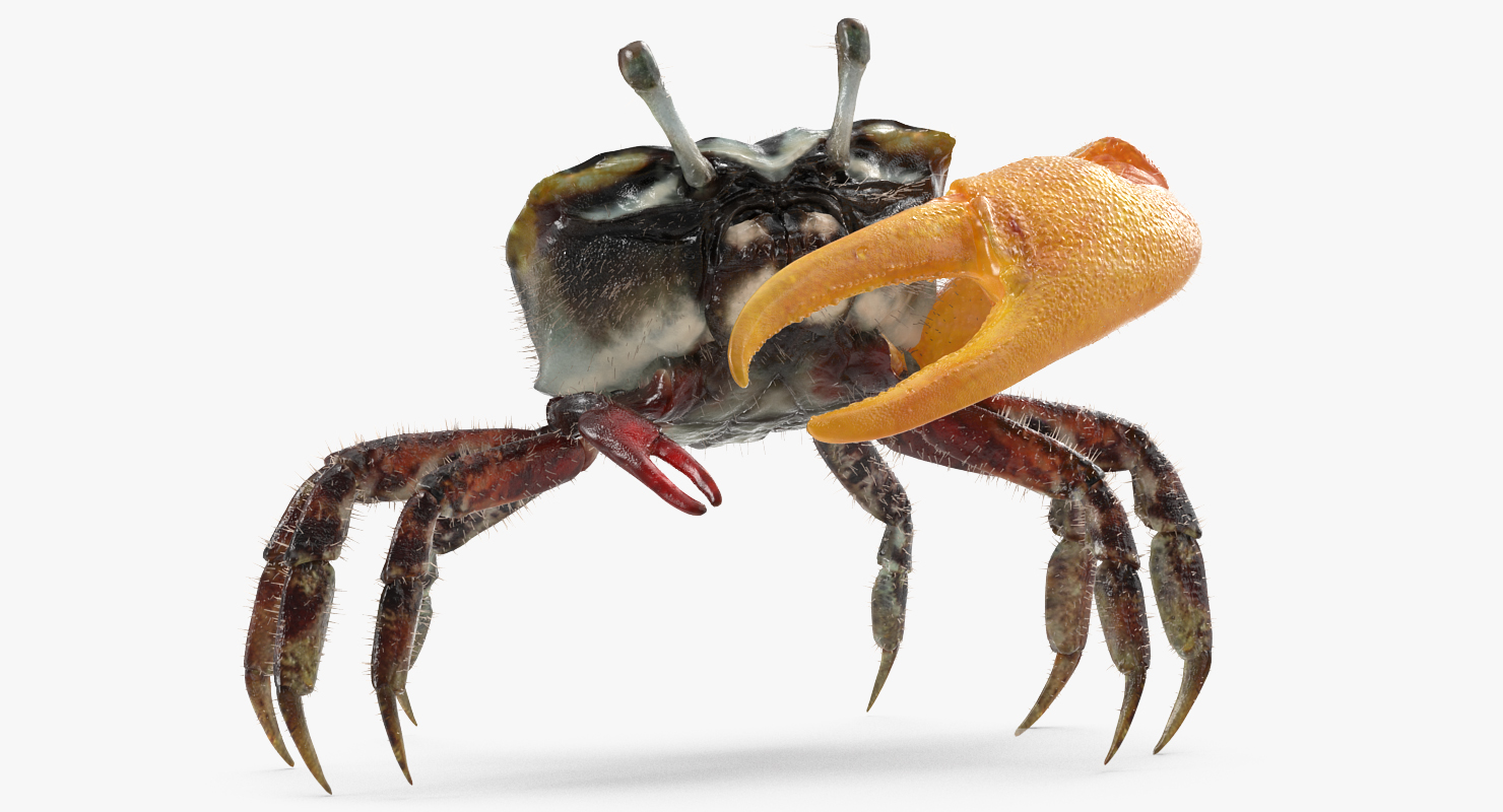 3D model Fiddler Crab Standing Pose with Fur