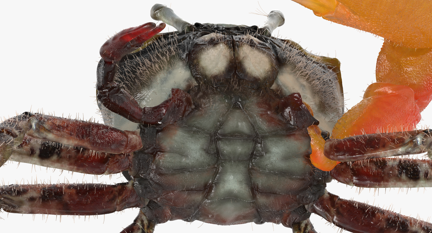 3D model Fiddler Crab Standing Pose with Fur