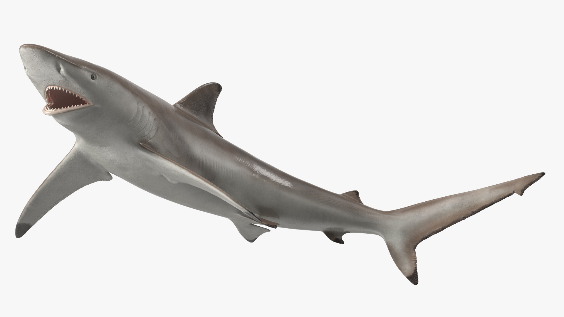 3D model Spinner Shark or Carcharhinus Brevipinna