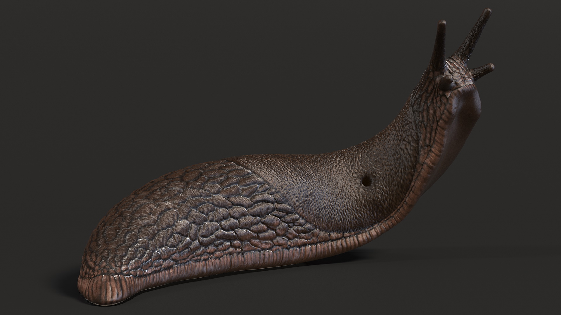 Black Slug Reaching Up 3D