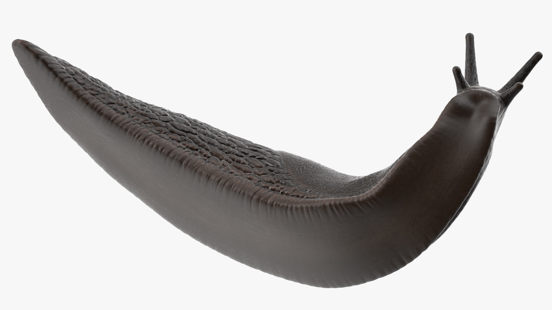 Black Slug Reaching Up 3D