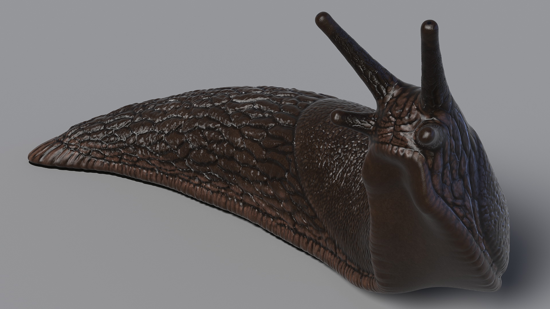 Black Slug Reaching Up 3D