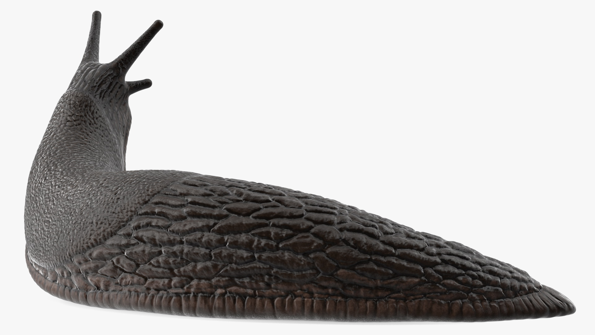 Black Slug Reaching Up 3D