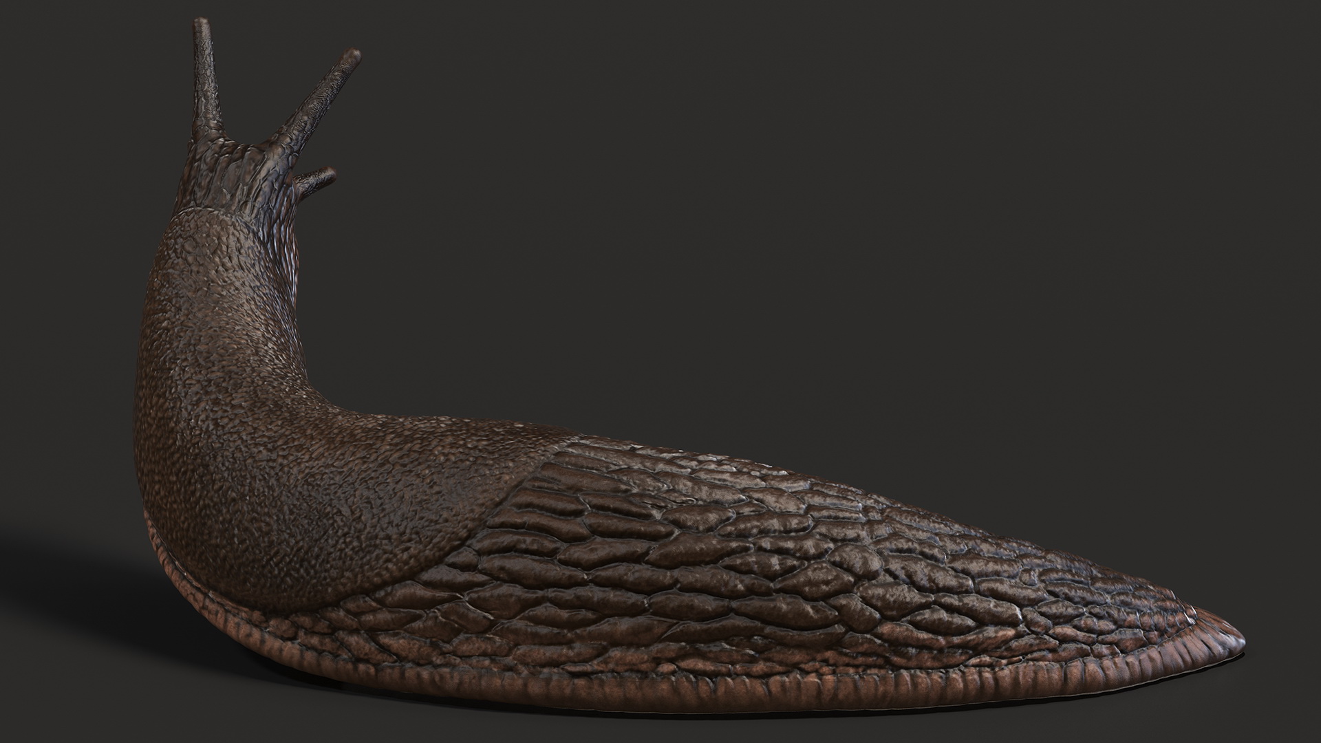 Black Slug Reaching Up 3D