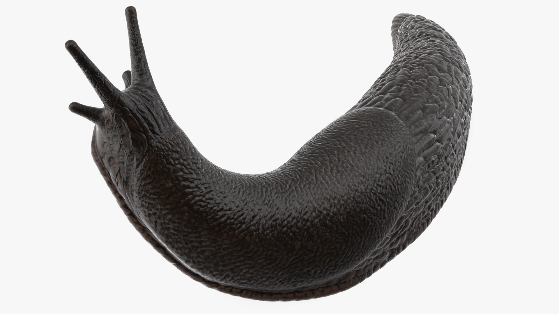 Black Slug Reaching Up 3D