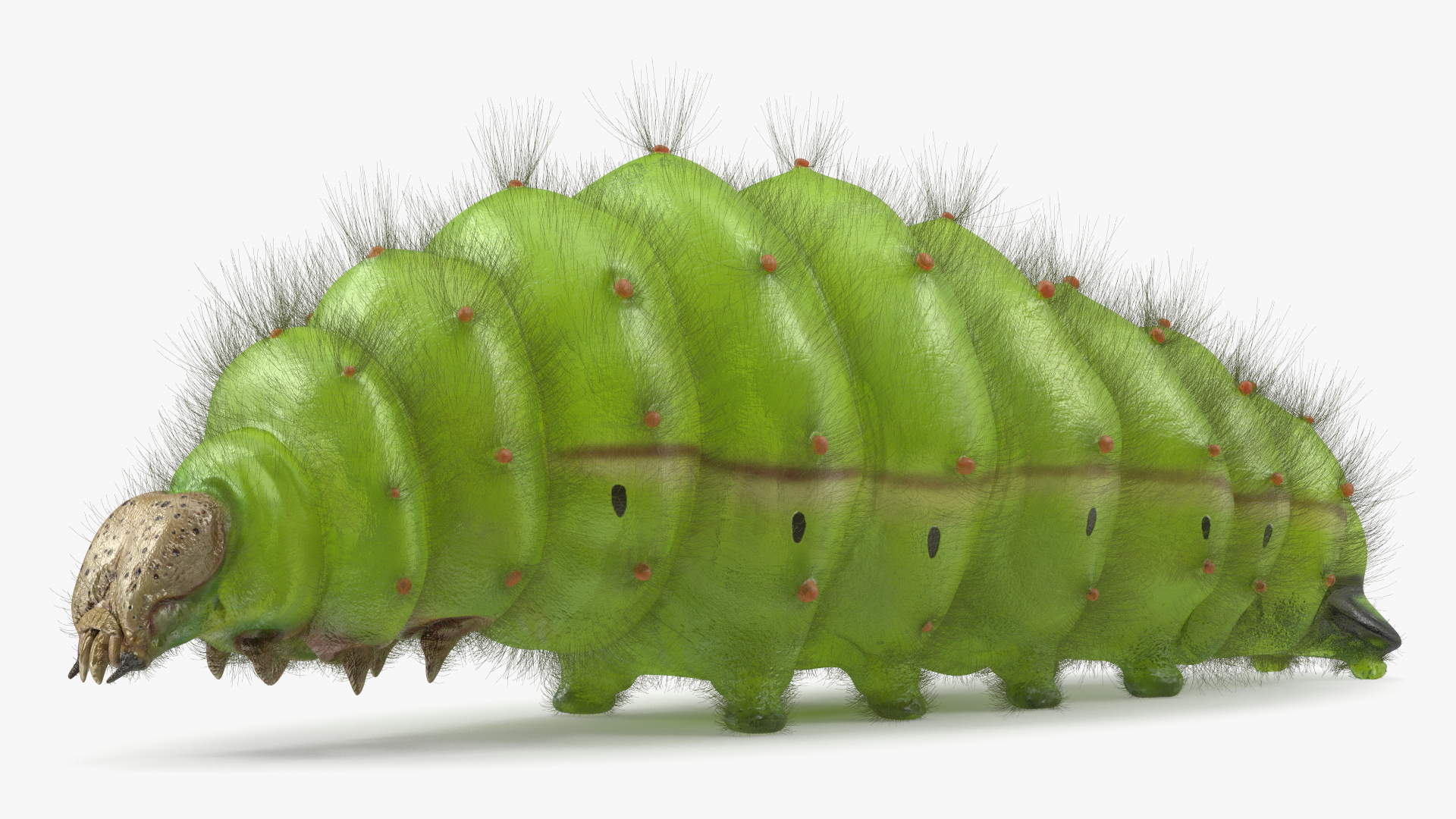 3D Silkworm Green Fur model