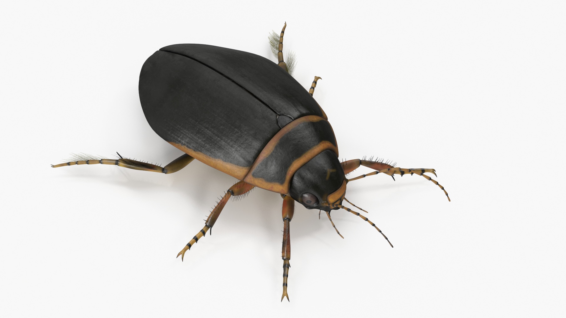 Insect Water Beetle Brown Realistic Rigged 3D