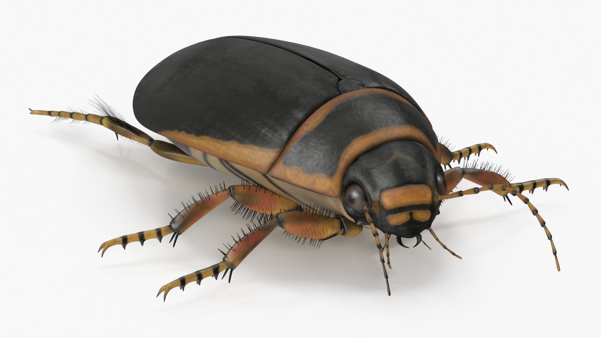 Insect Water Beetle Brown Realistic Rigged 3D