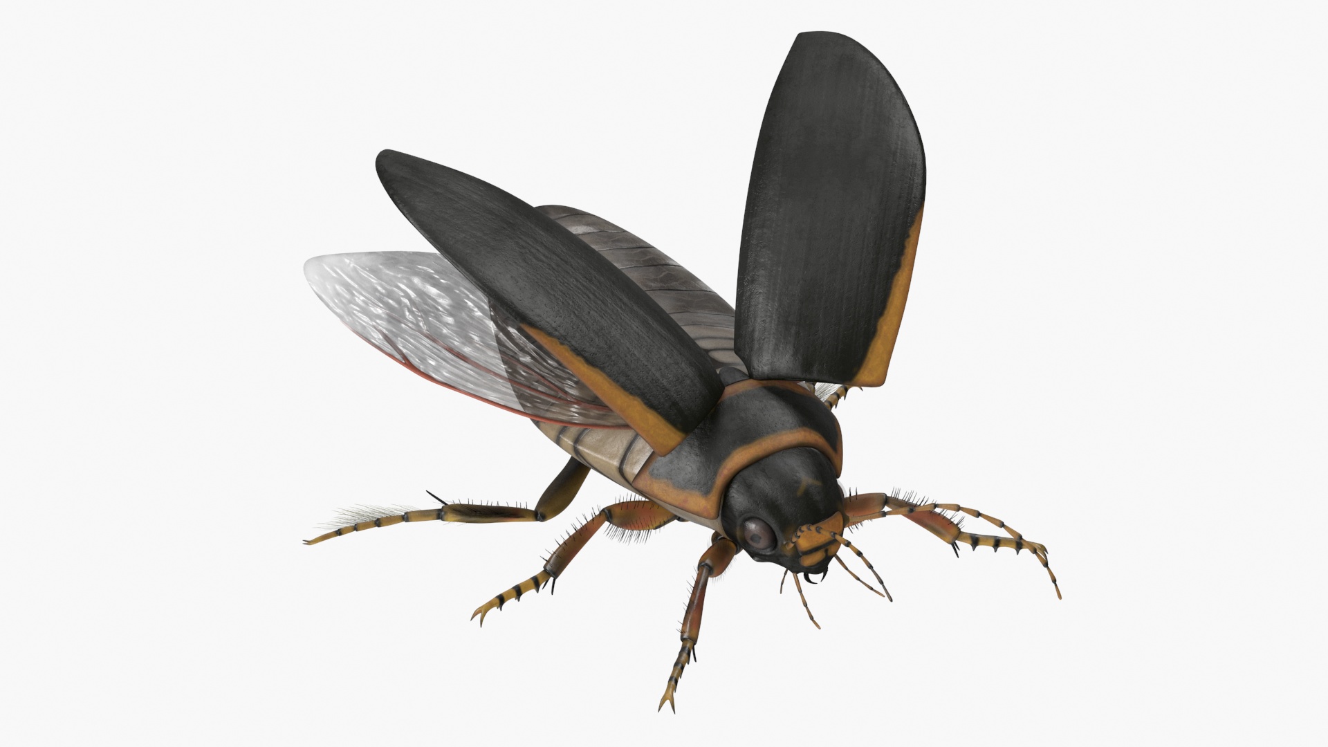 Insect Water Beetle Brown Realistic Rigged 3D