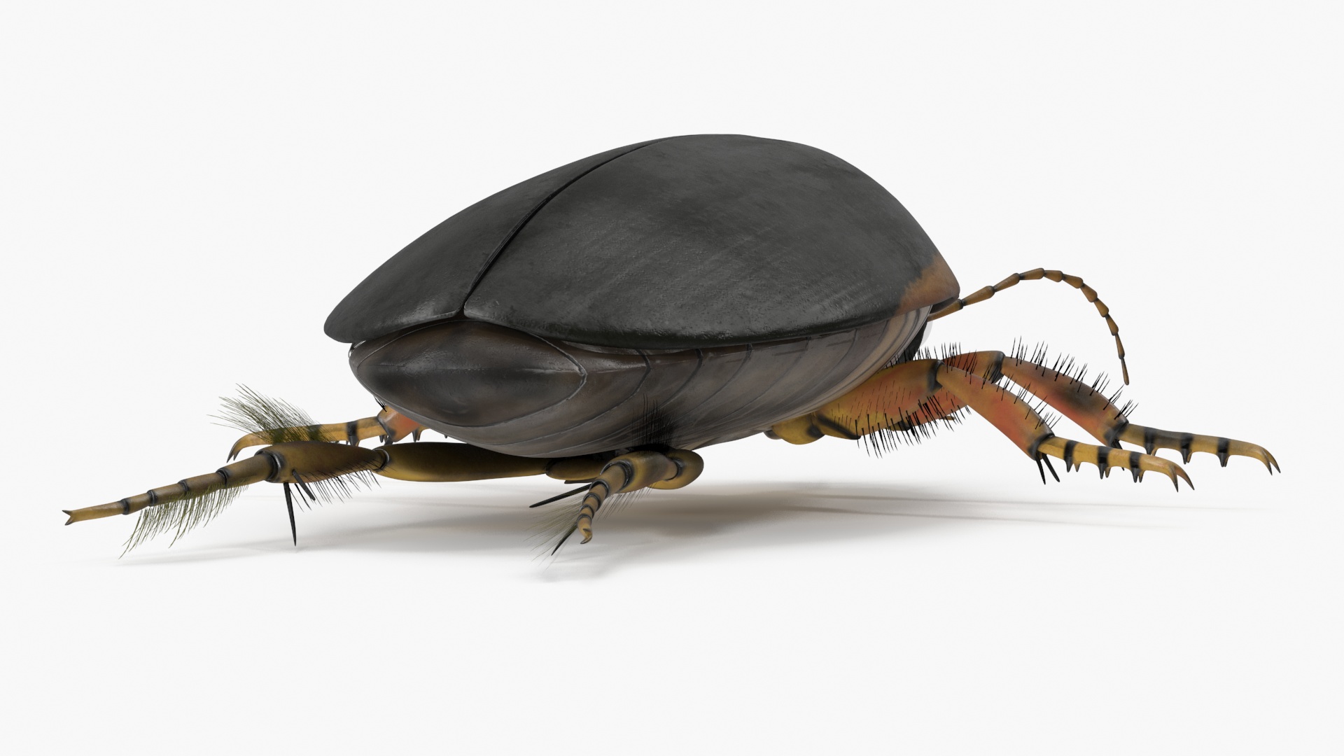Insect Water Beetle Brown Realistic Rigged 3D