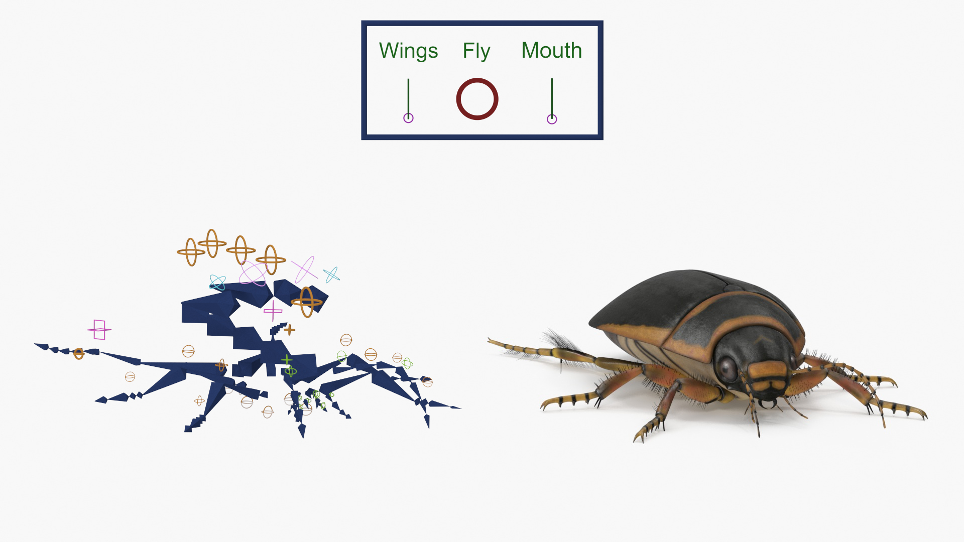 Insect Water Beetle Brown Realistic Rigged 3D