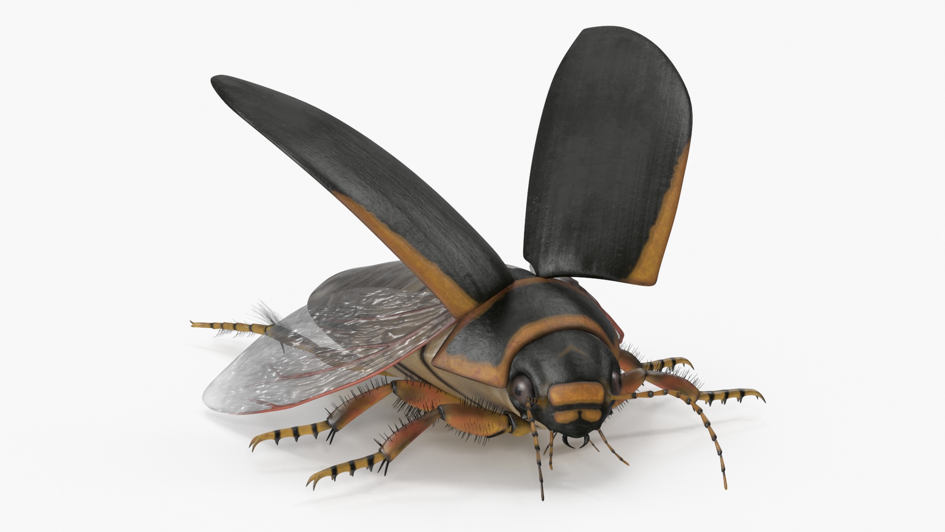 Insect Water Beetle Brown Realistic Rigged 3D