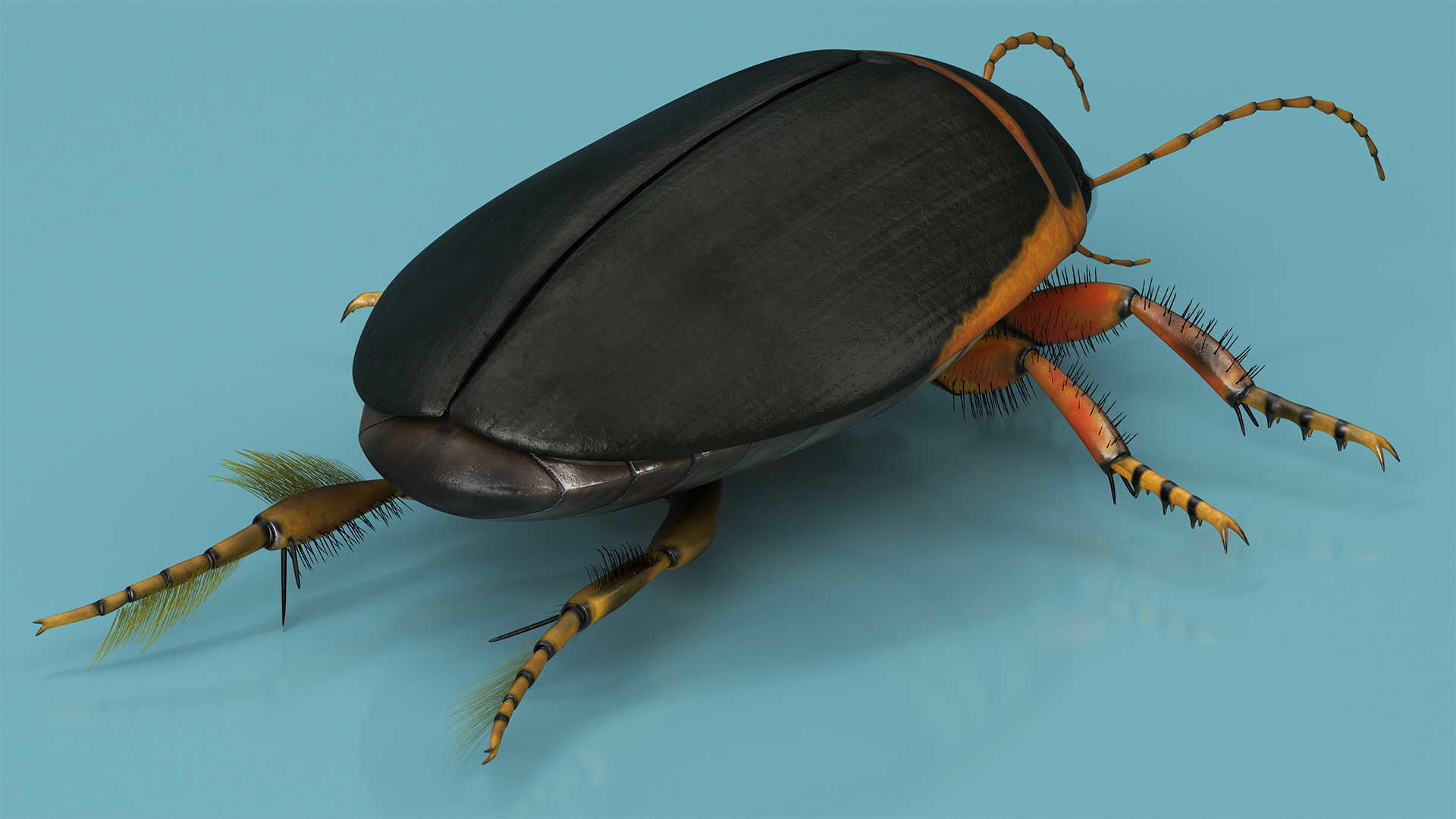 Insect Water Beetle Brown Realistic Rigged 3D