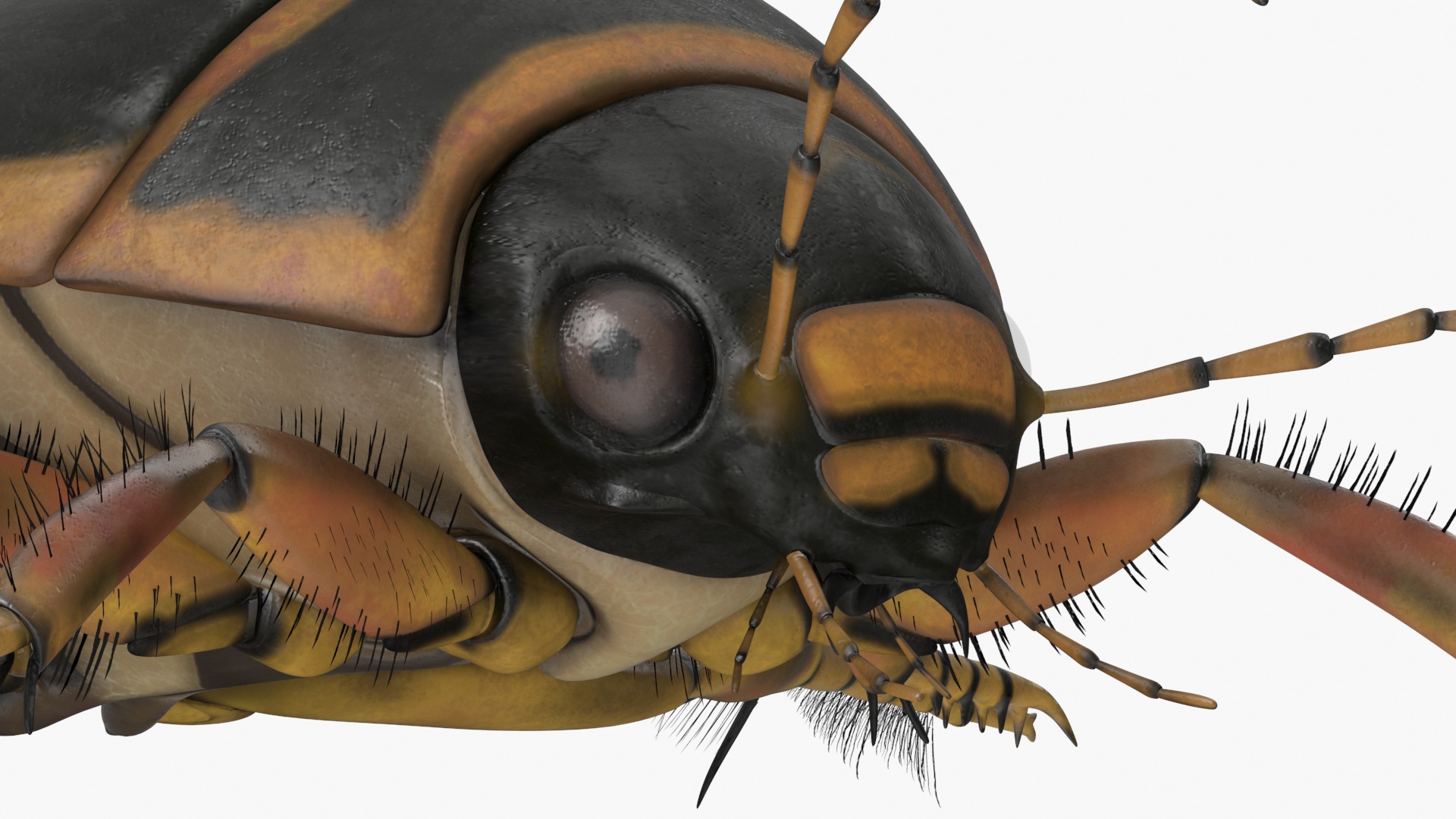 Insect Water Beetle Brown Realistic Rigged 3D