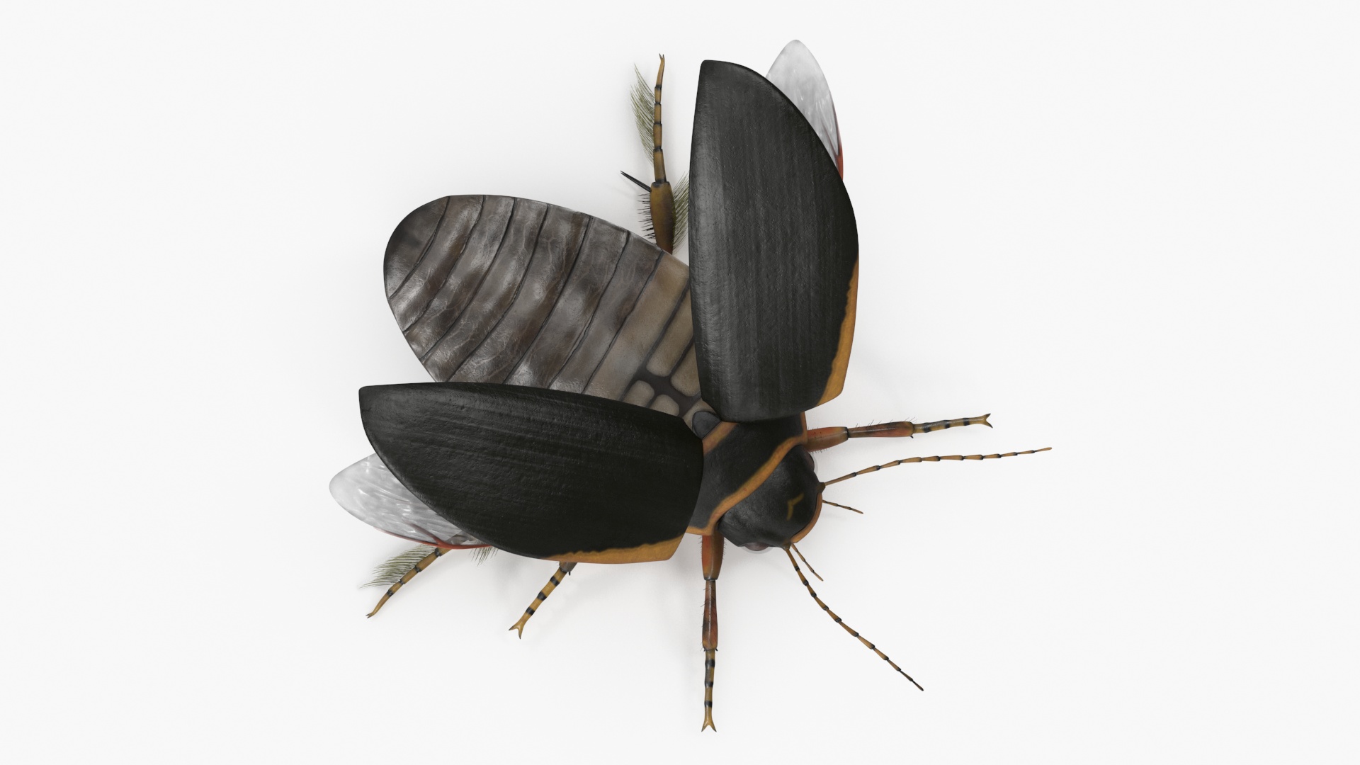 Insect Water Beetle Brown Realistic Rigged 3D