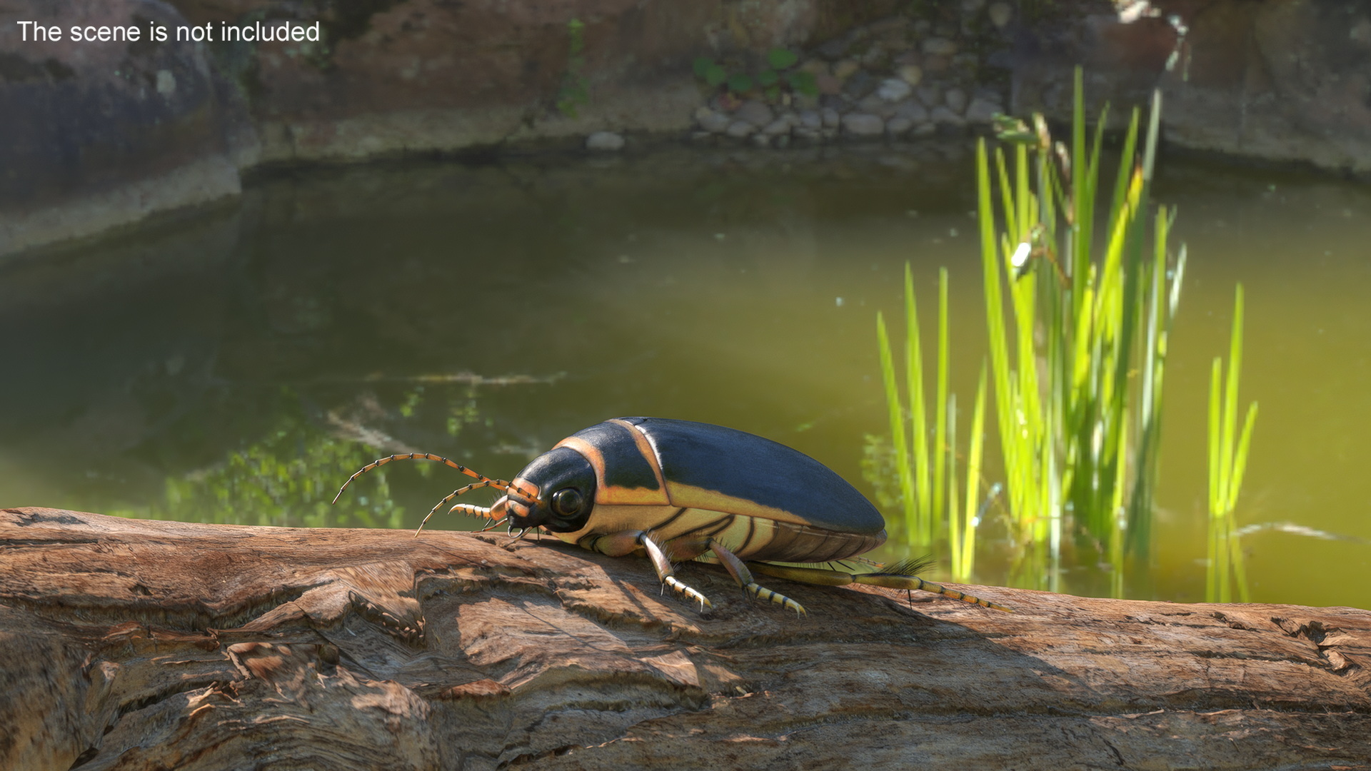 Insect Water Beetle Brown Realistic Rigged 3D