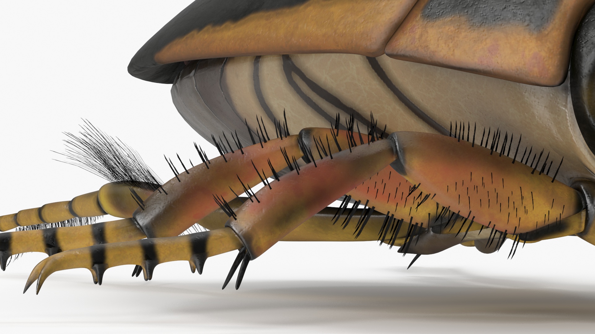 Insect Water Beetle Brown Realistic Rigged 3D