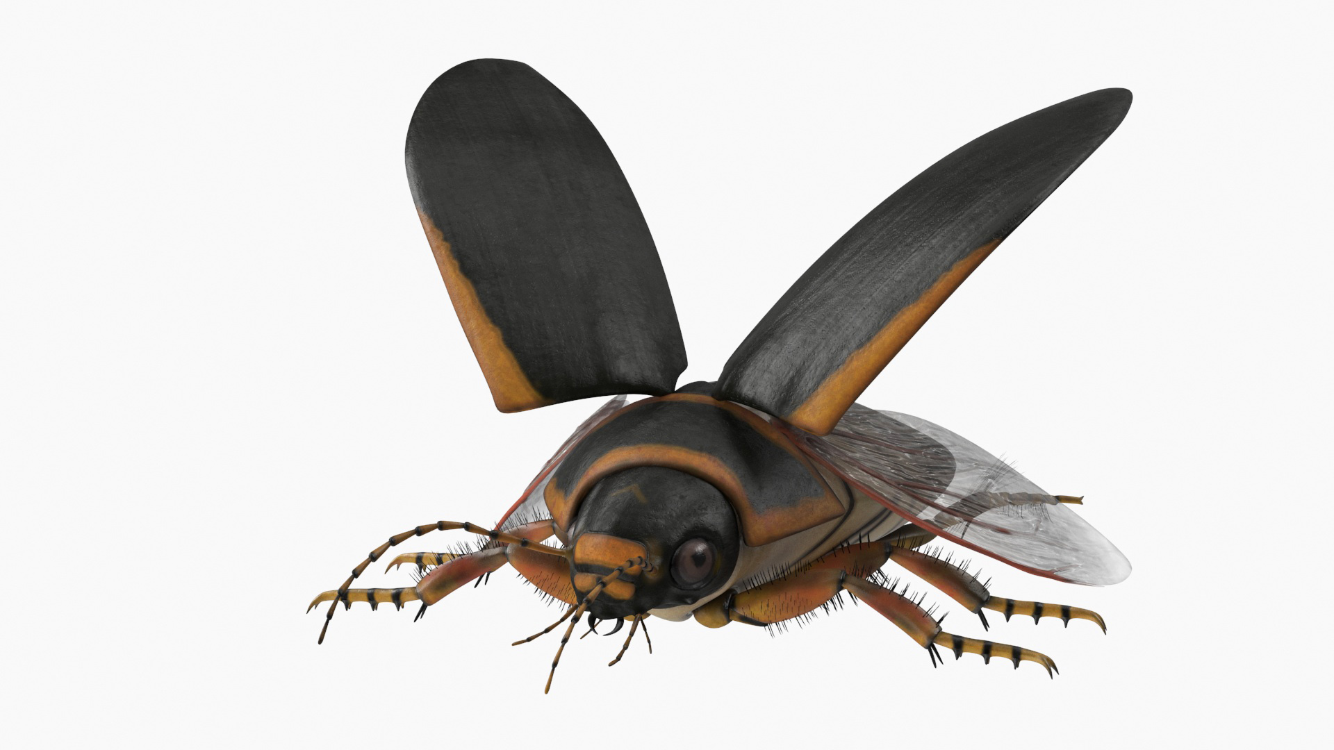 Insect Water Beetle Brown Realistic Rigged 3D